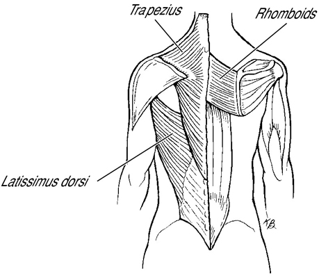 These are the upper back muscles developed by the exercise.