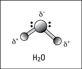 Polar covalent bonding in water.