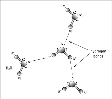 Hydrogen bonding in water.