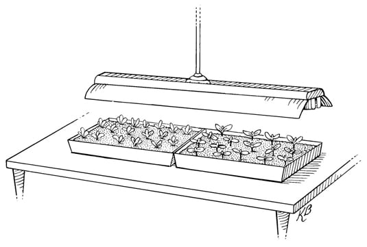 Fill a shallow tray with moistened growing medium to within 1/2 inch of the top of the container.