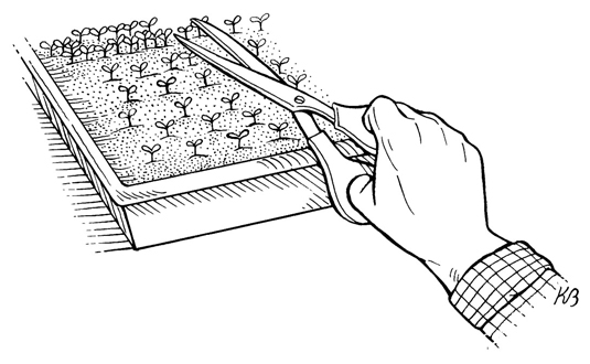 To thin plants, snip out extra seedlings at the soil line with a pair of scissors.