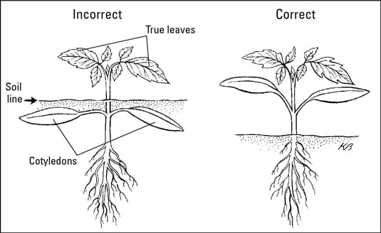 Example on how not to plant seedlings versus the right way to do it.