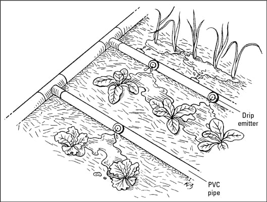 Drip irrigation is the most effective and efficient way to water vegetables because water drips rig