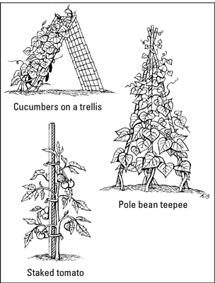 Three stand techniques to support vegetables.