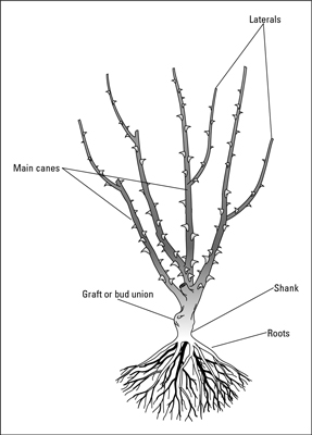 A bareroot rose plant, showing the various parts.