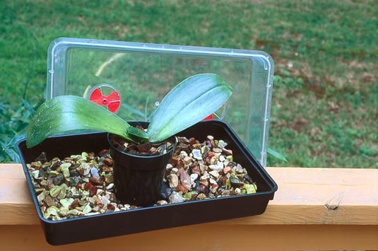 This<b> </b>miniature greenhouse with high humidity encourages the orchids to form new roots.