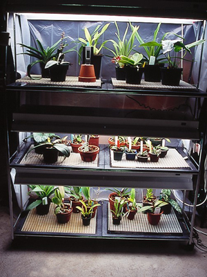 Use a fluorescent light system if your home lacks sufficient bright light for orchids.