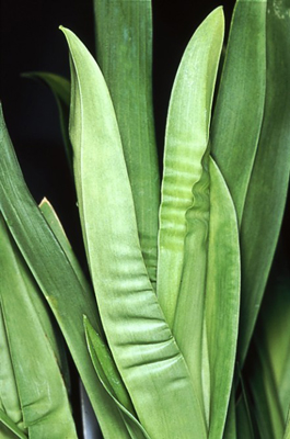 The pleated or puckered leaf of this miltonia orchid is a sign that the orchid is dehydrated.