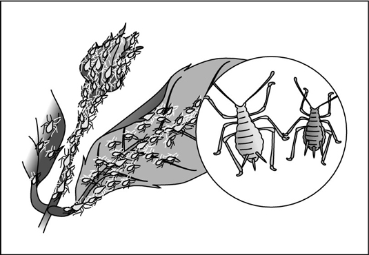 Look for clusters of aphids on flower buds and young shoots and leaves.