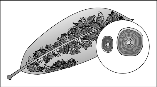 Scale is a very common pest on orchids.