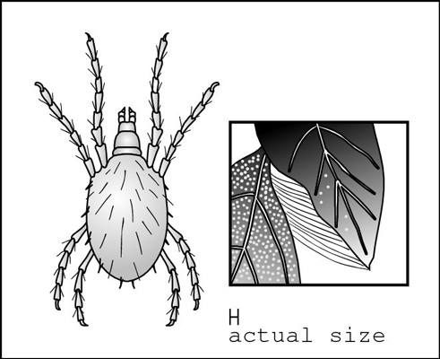 Spider mites are very small, hard-to-see pests that can be very destructive.