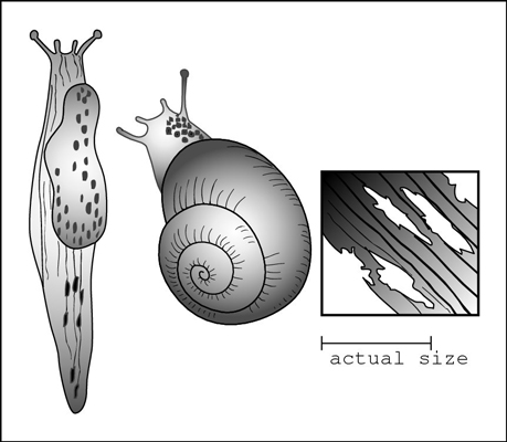 Snails and slugs eat holes in flowers and leaves at night.