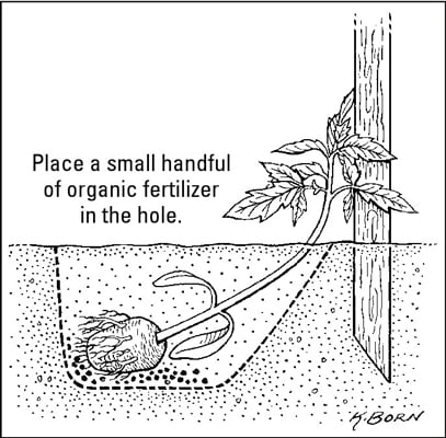 How to correctly transplant a tomato seedling.