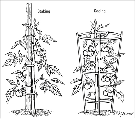 Stake or cage your tomatoes.