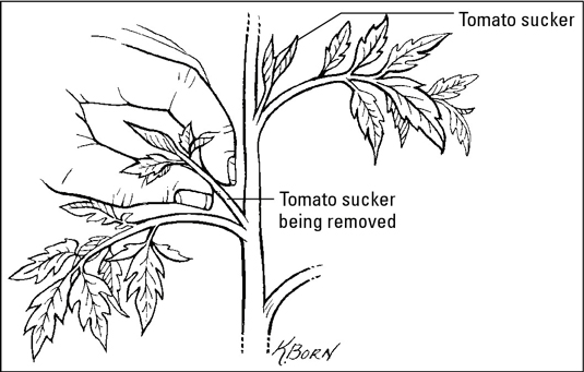 Remove suckers from tomato plants.