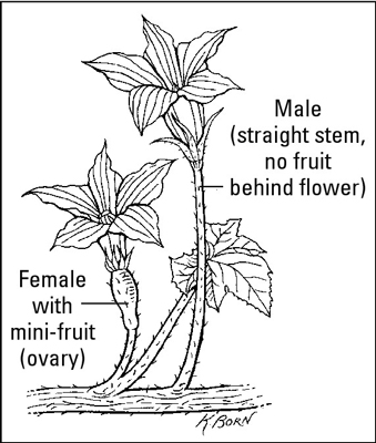  Identifying the male and female flowers of a plant.