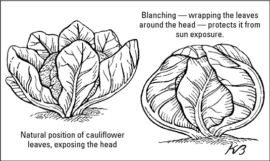 Keep older cauliflower varieties white by wrapping the leaves over the developing heads to prevent 