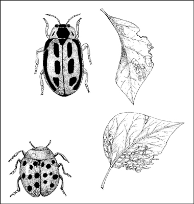 Bean leaf beetle adults chew leaves; the larvae attack plant roots.