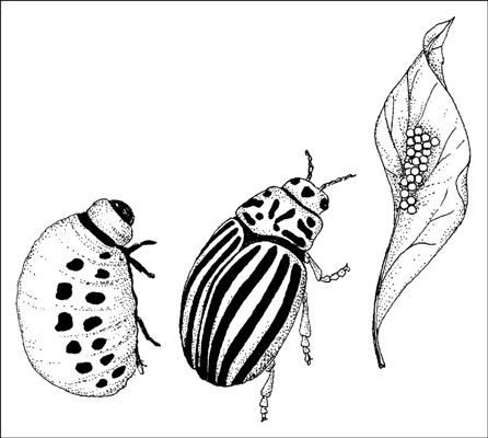 Control Colorado potato beetles by encouraging spiders, lady beetles, predatory stinkbugs, and tach