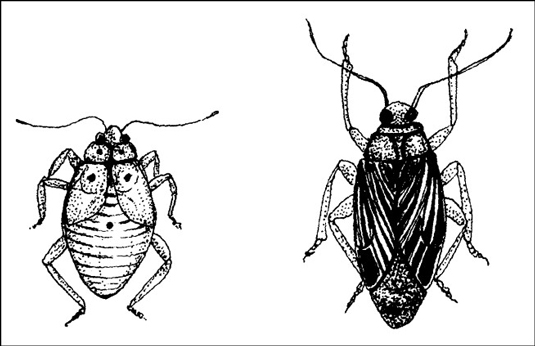 Tarnished plant bugs cause swelling, dead spots, bud drop, and distorted growth.