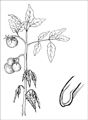 Fusarium wilt is fatal to many vegetable crops.