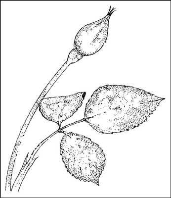 Powdery mildew infects vegetables, and many flowering plants.