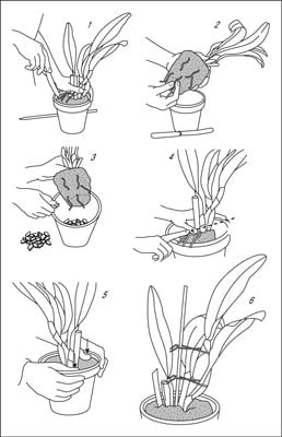 Repot your orchid for improved growing space and drainage.