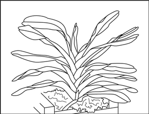 When repotting monopodial orchids, place them in the center of the pot, not at the back.