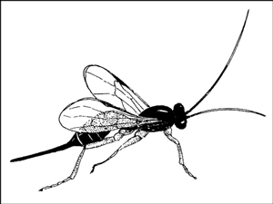 Adult <i>Ichneumonid</i> wasps need a steady source of nectar-bearing flowers to survive.