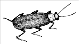 Soldier beetle eat aphids, caterpillars, corn rootworms, cucumber beetles, and grasshopper eggs.