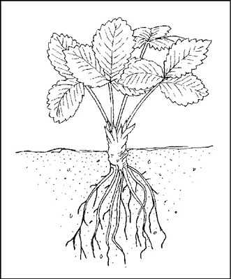 Plant strawberry plants so that the crowns are just above the soil.