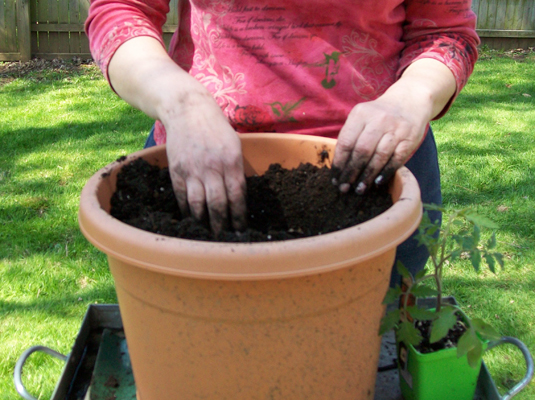 Container Gardening How To Plant, Container Garden Soil