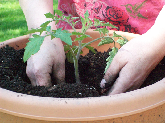 If you’re planting seedlings, make a small hole in the soil for each transplant. Place one seedling in each hole.