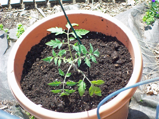 Water the seedling gently with a watering can or hose until the soil is thoroughly moist.