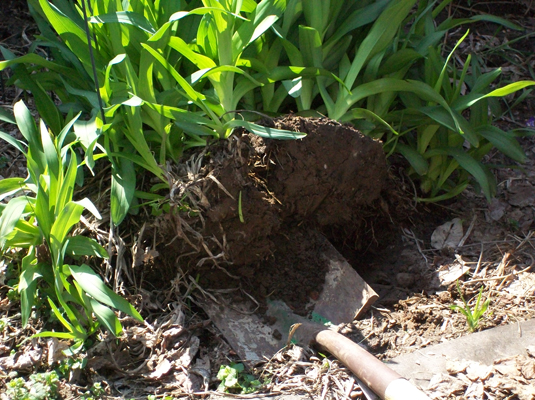 Dig up the clump, taking care to get as much of the roots as possible without damage.