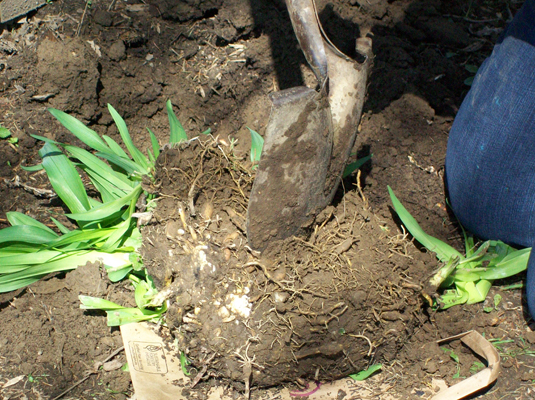 Use a sharp spade to cut or cleanly break the clump into two or more pieces (divisions),<i> </i>each with an obvious growing point and some roots.