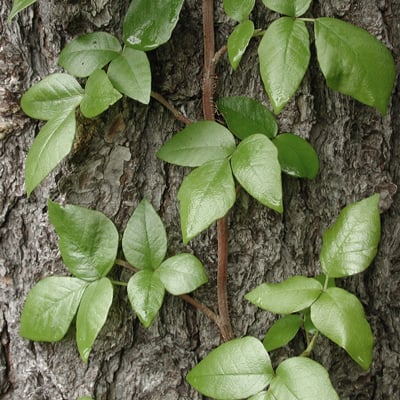 Poison Ivy Chart