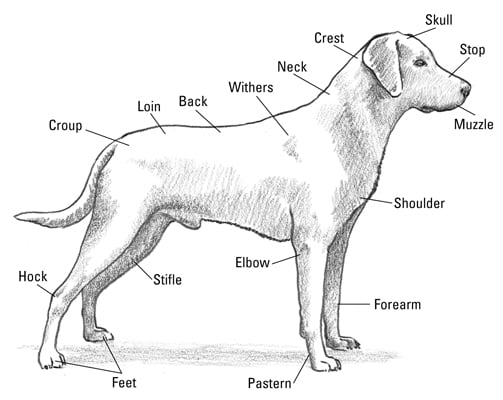 illustration showing the body parts of a Labrador Retriever