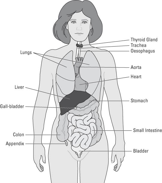 Finding Your Way around Your Body - dummies