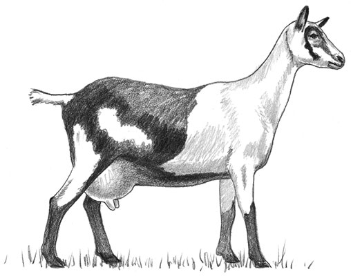 An Alpine goat