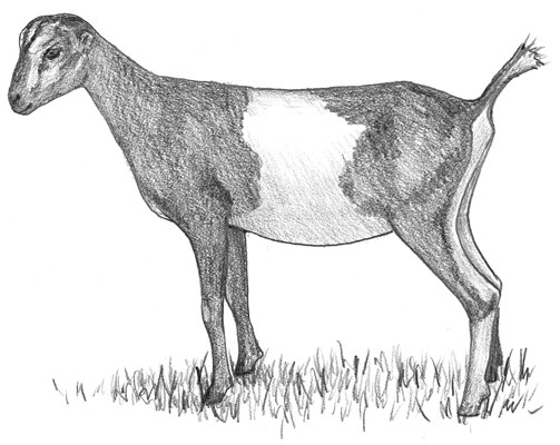 A LaMancha goat with gopher ears