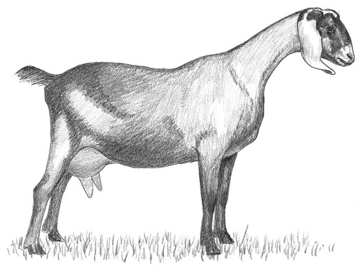 A Nubian goat