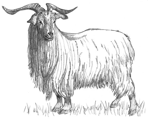 The long-haired Spanish goat is also considered a Cashmere.