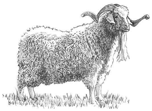 An Angora buck.