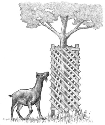 A tree goat-proofed with a wooden enclosure.