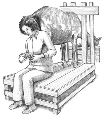 Sit behind the goat to trim back hooves.