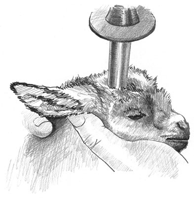 A person holds the goat's muzzle while someone else holds the debudding iron to the horn buds.