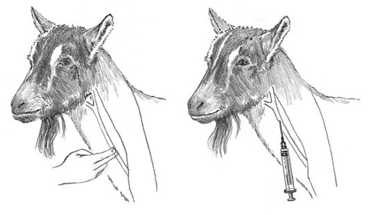 How to Draw Blood from a Goat - dummies