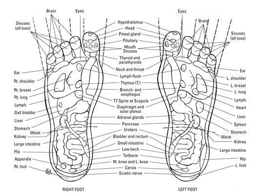 Foot Reflexology Chart Female