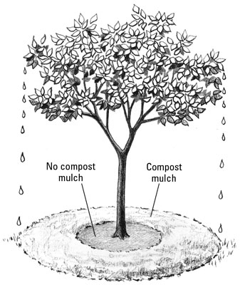 Keep compost mulch 4 to 6 inches away from stems and trunks.